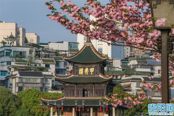 图集丨南明河畔樱花开