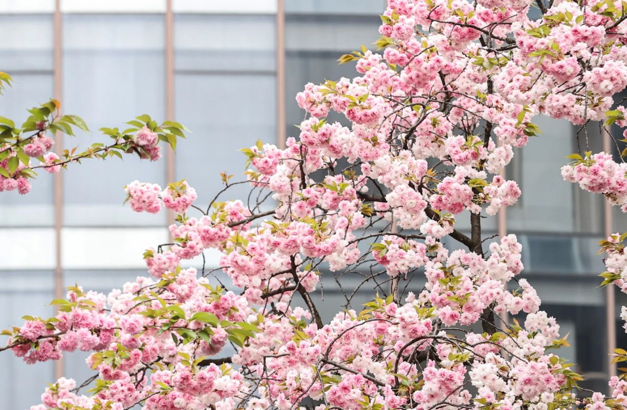 云岩这些樱花开得热闹！一起走花路吧~
