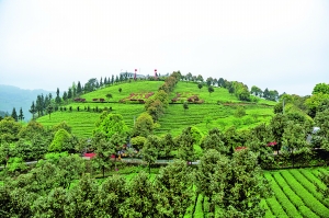 贡茶之乡茶飘香