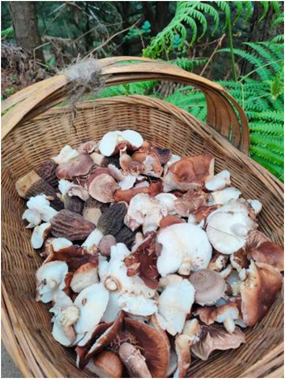 站街镇：“小菌菇”绘就春日好“丰”景