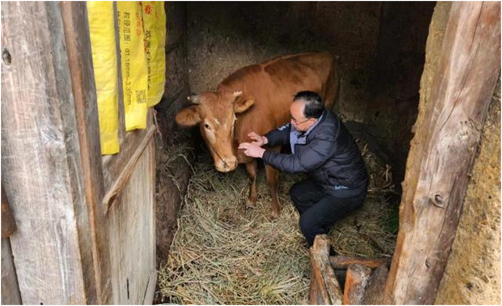 暗流镇：乡村振兴添“牛”劲 群众生活有奔头
