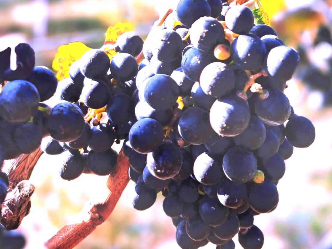 贵州省市场监管局关于葡萄食品安全认识误区的揭示