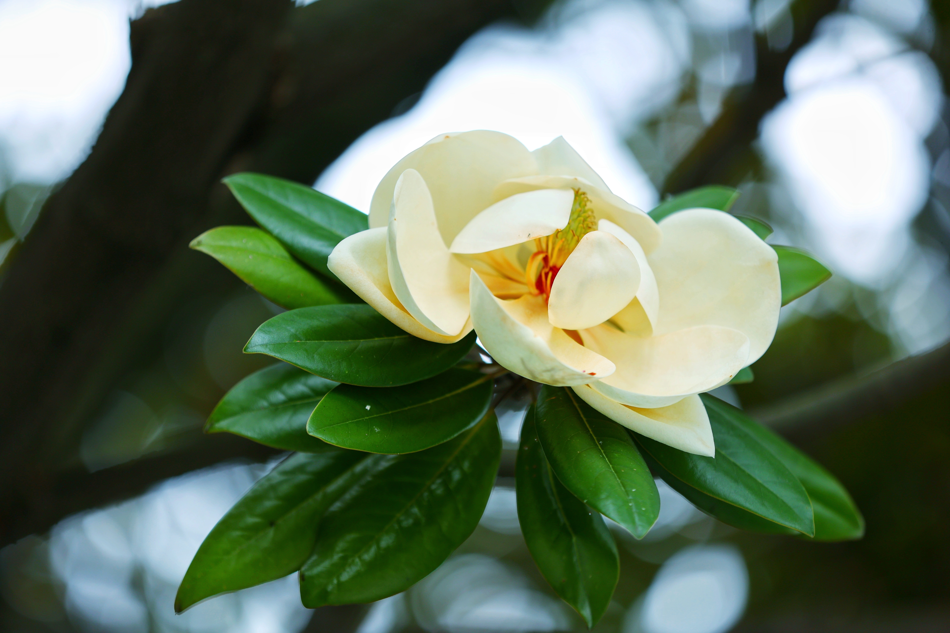图集丨南明河畔，玉兰花开！