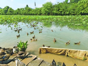 花溪十里河滩荷花池生物防治效果显现 群鸭“出战” 福寿螺数量锐减