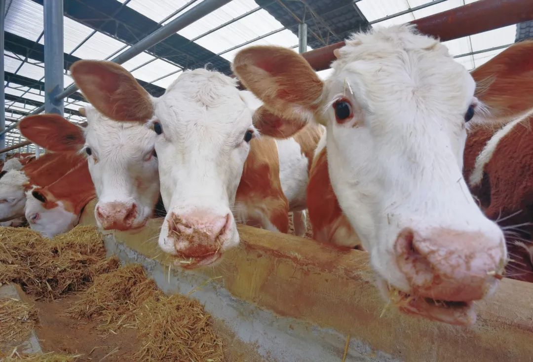 清镇市流长苗族乡：肉牛产业“犇”出乡村振兴致富路