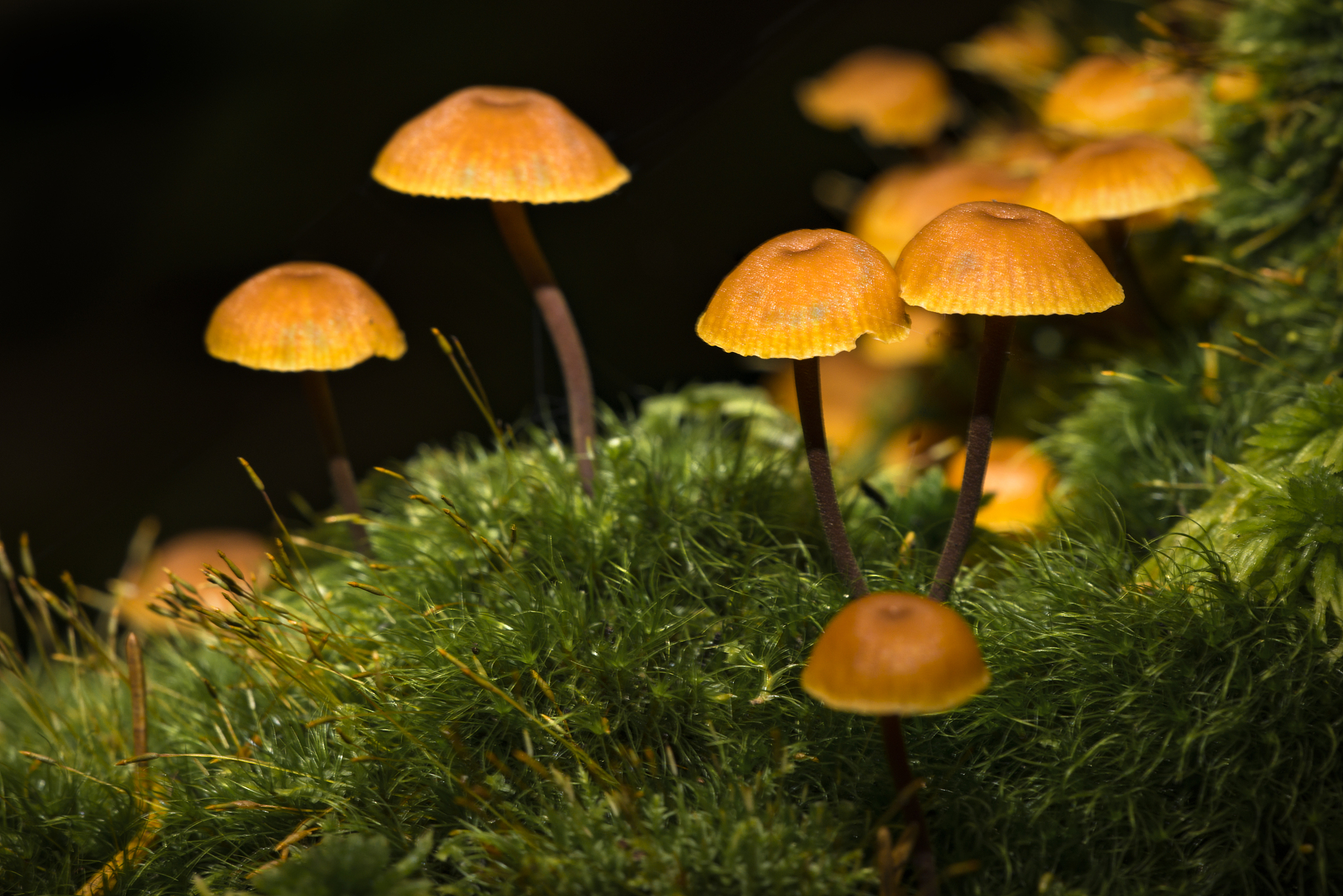 贵阳市市场监督管理局关于食用野生菌的安全提示