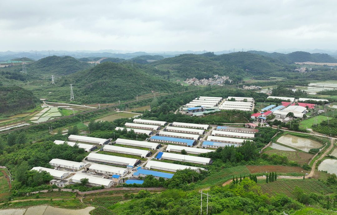 “鸡”遇！探访清镇市肉鸡产业高质量发展之路