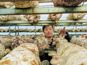 开阳县久场村：香菇迎丰收 村民忙采摘