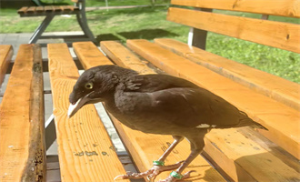 这鸟儿戴着脚环，什么来头？野保工作人员来鉴定→