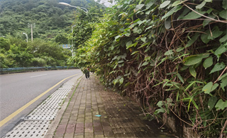 另类“抢道”！百余米绿植“蔓延”人行道，部门来修剪|“一圈两场三改”我有话说㉝