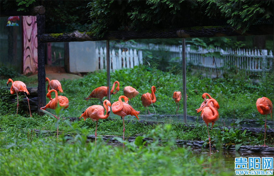 【图集】避暑旅游季 扎佐贵州森林野生动物园上演"疯狂动物城"