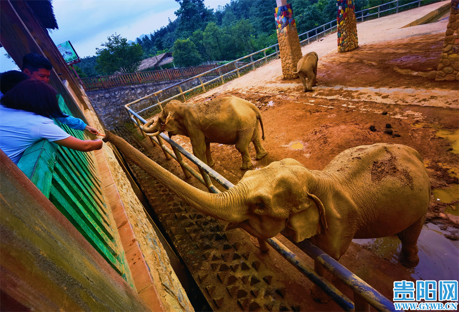【图集】避暑旅游季 扎佐贵州森林野生动物园上演"疯狂动物城"