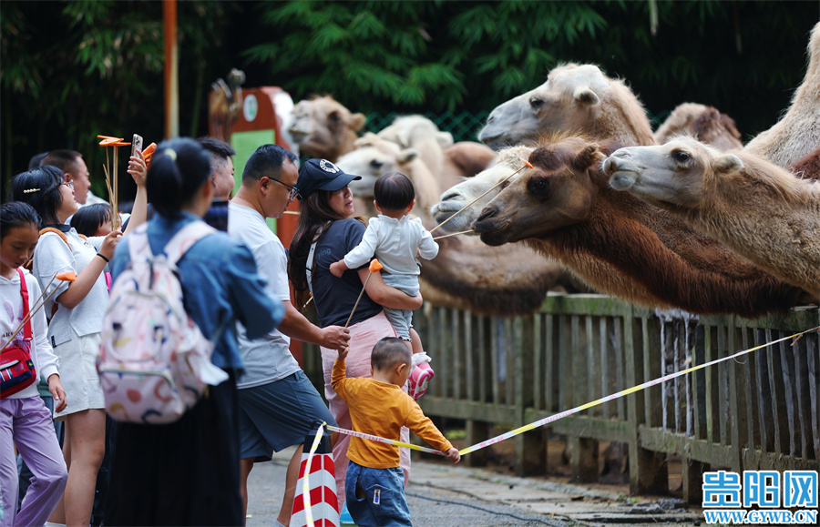 【图集】避暑旅游季 扎佐贵州森林野生动物园上演"疯狂动物城"