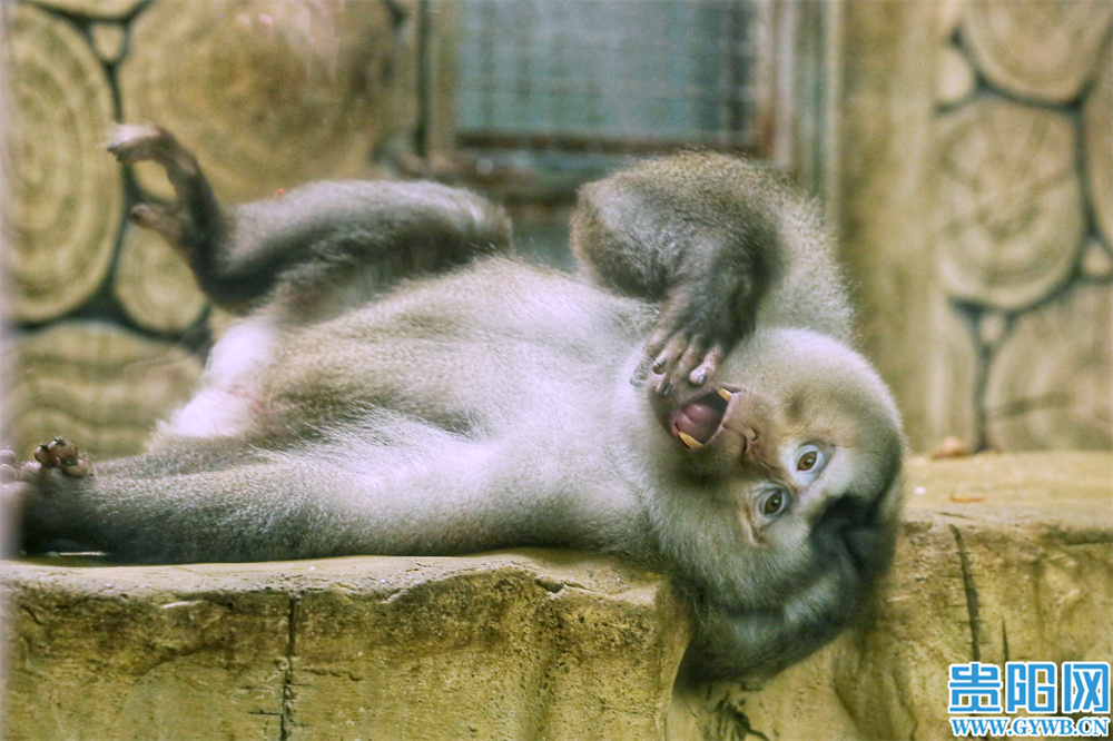 近日,黔灵山一只会与游客互动摆造型的猴子走红网络,大批游客慕名而至。据悉,此“网红猴哥”为国家一级重点保护动物豚尾猴。7月31日,黔灵山人山人海,灵长馆因它被围得水泄不通,其可爱动作和滑稽表情令游客纷纷拍照记录并分享快乐。