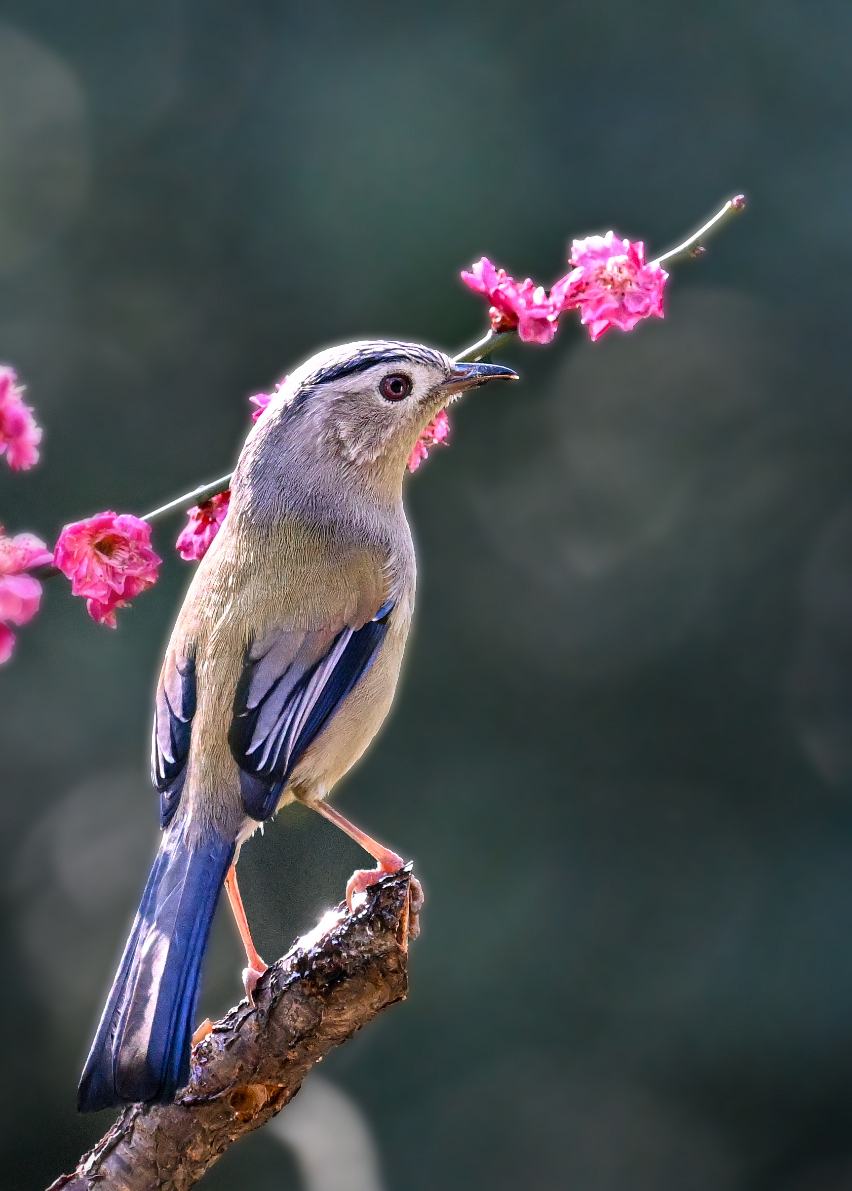 春意浓!贵阳天气回暖鸟闹春