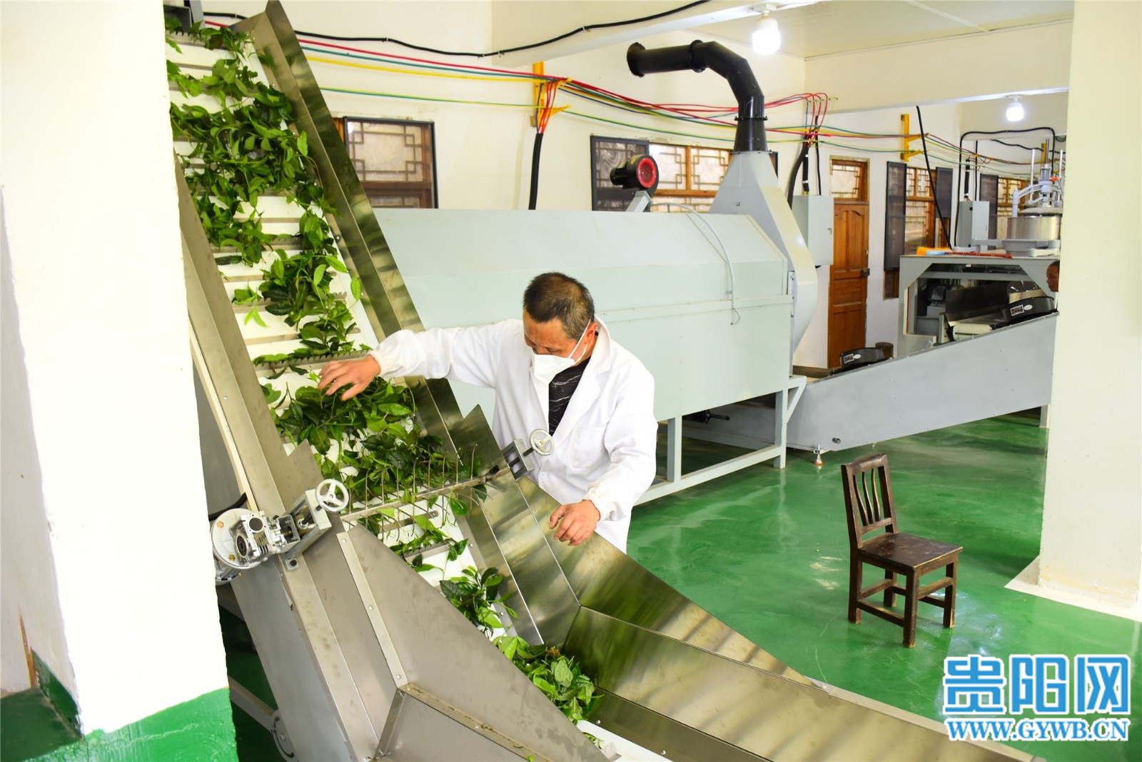 清镇市新店镇中坝村引入智能制茶设备茶叶加工产能提升50