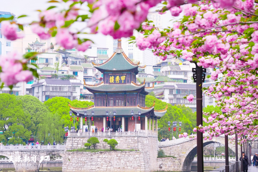 863232-甲秀楼旁边樱花绽放。喻义昌 摄.jpg