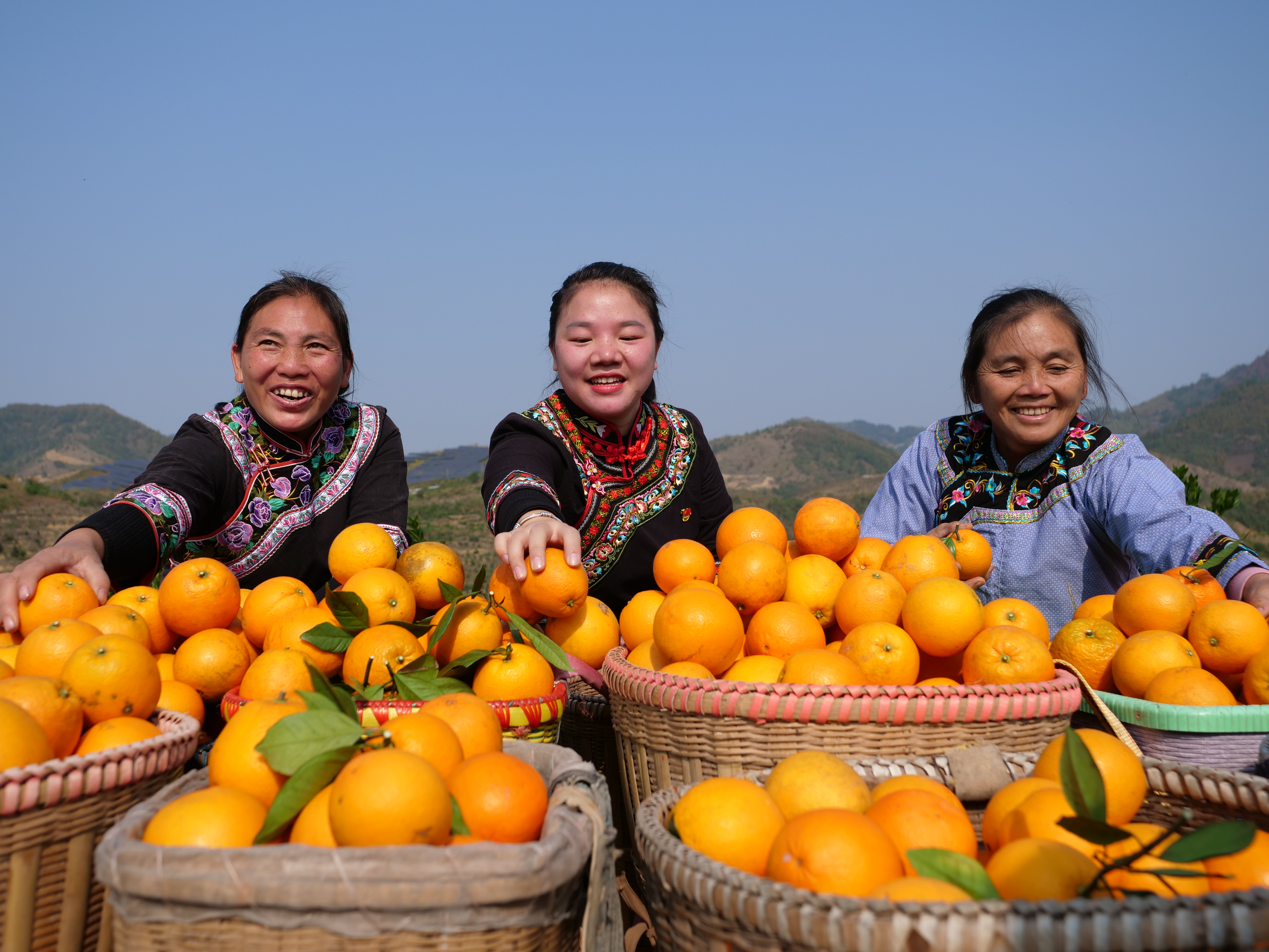 《脐橙丰收群众笑》（史传鸿  13885432817）图为2022年12月5日，罗甸县茂井镇高里村的村民在分拣脐橙。