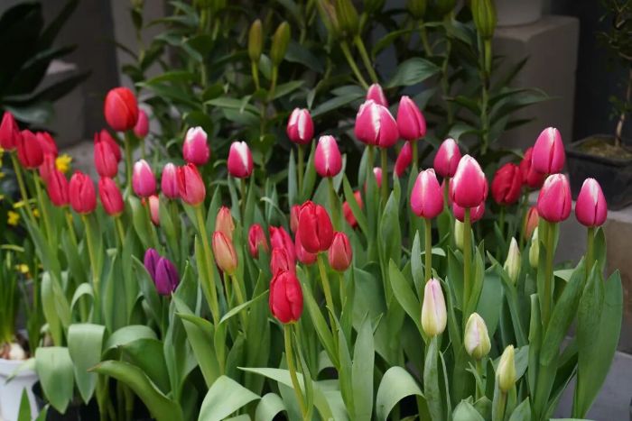 逛贵钢花鸟市场，贵阳人最地道的过年打开方式→