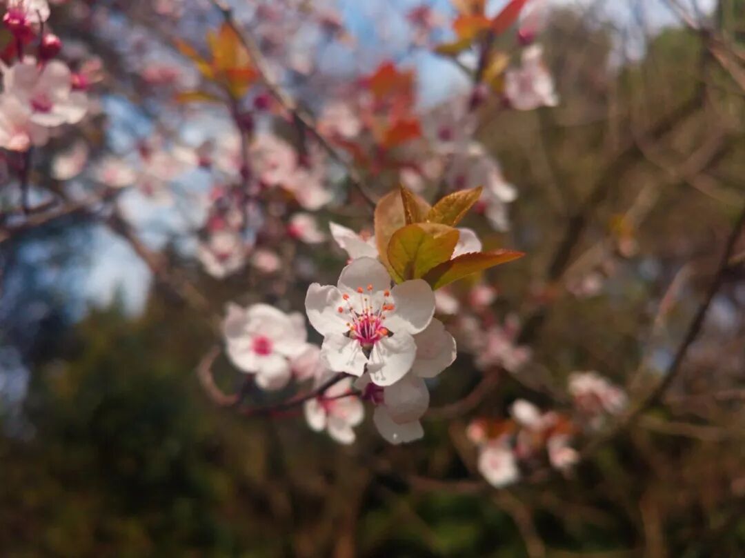 药用植物园 图片