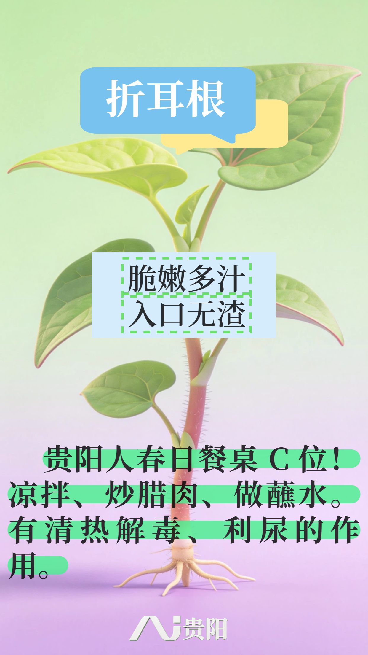 折耳根.png