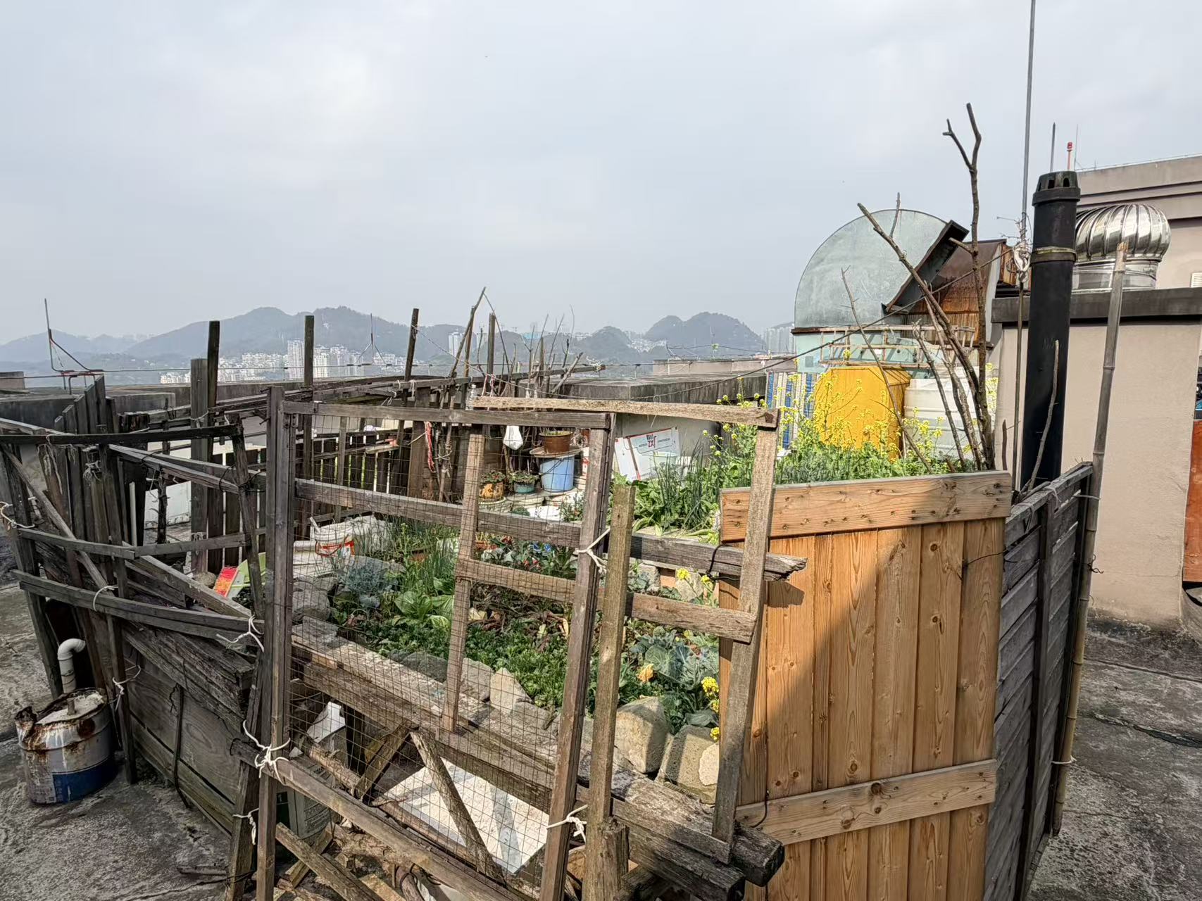 中大国际小区A3栋楼顶上圈地种菜的其中一角2