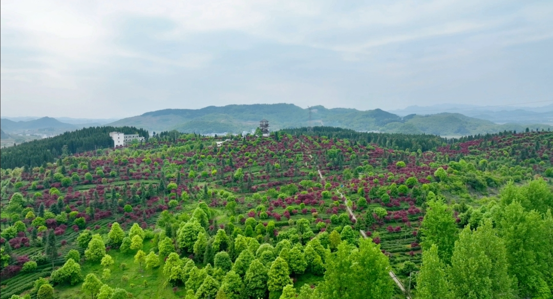 1773287306698040473.png 红枫山韵 清镇融媒体中心.png