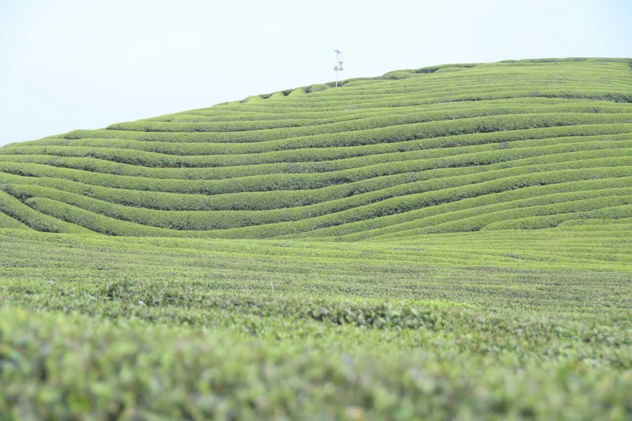 1773288147319063642.jpg 蓝芝茶园 开阳县融媒体中心.jpg