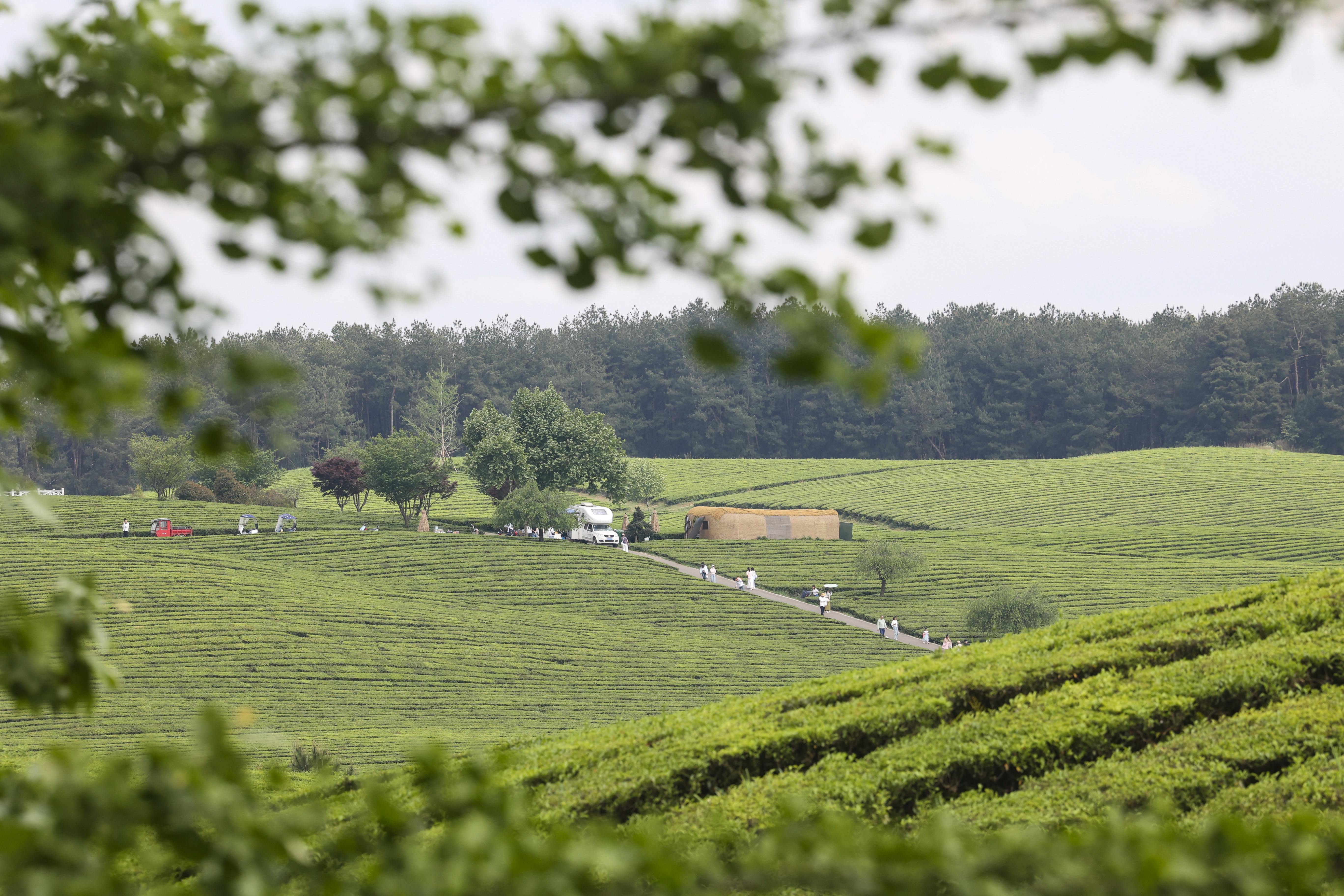 羊艾茶场 石照昌图.png