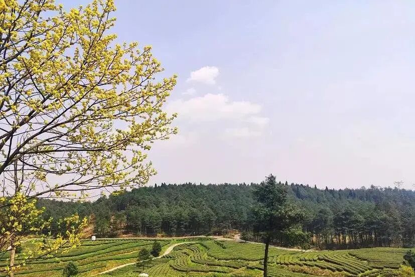 1773287444835024902.jpg 00f12c6fa4fc3ebf23e4685f61894d2a.jpg