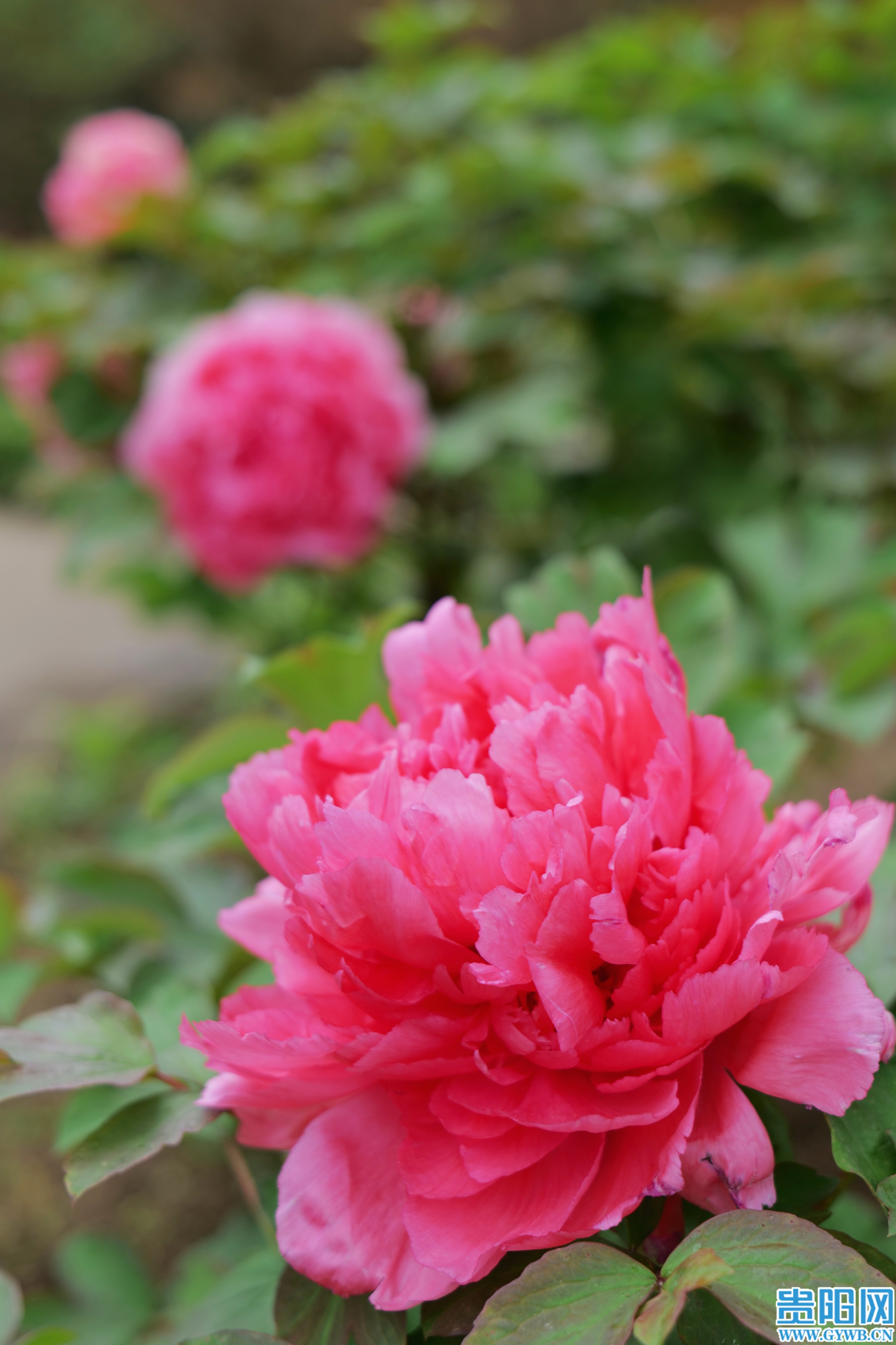 水红色的牡丹.jpg