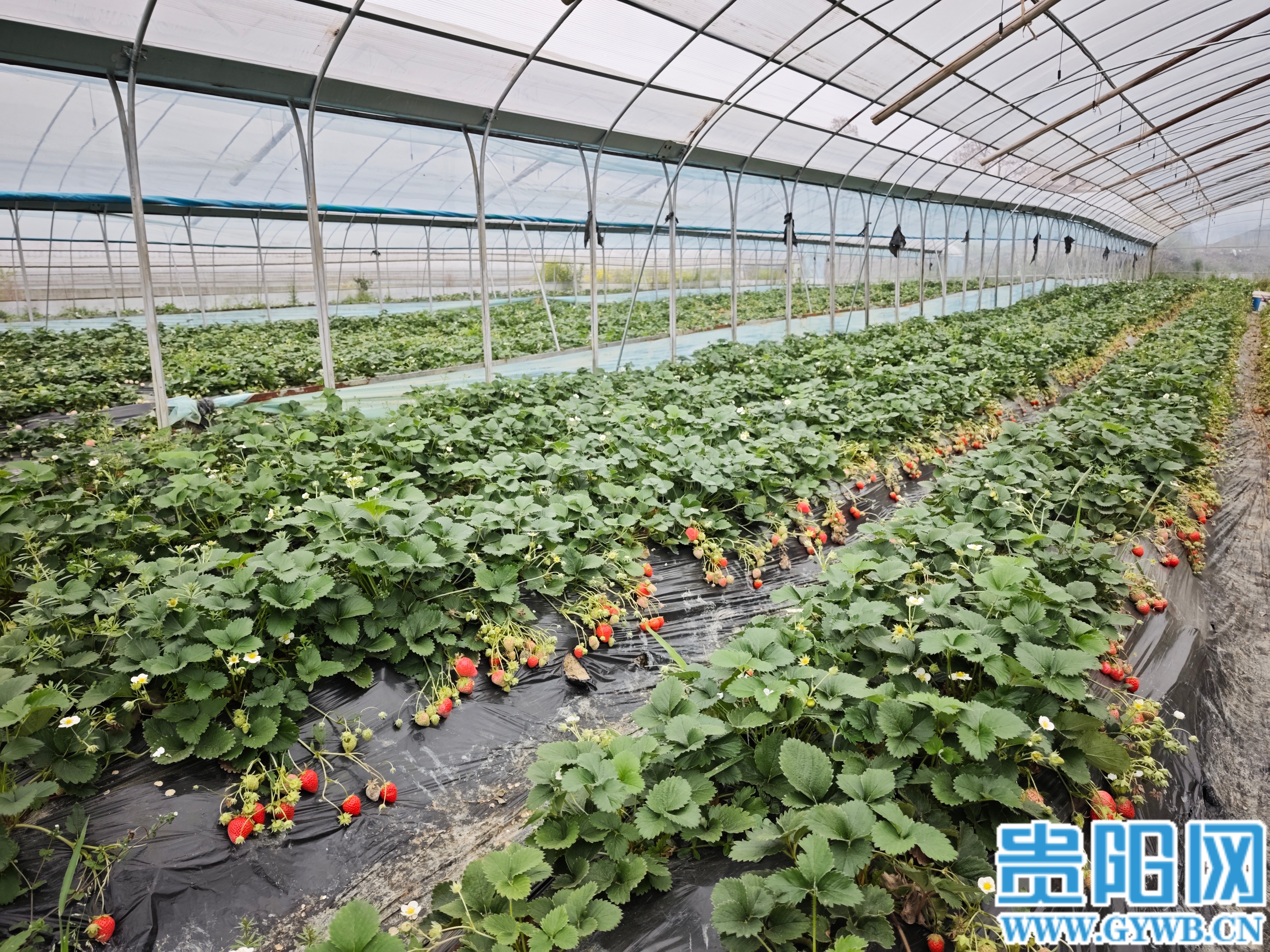 高源草莓园工人正在挑选打包新鲜草莓 (1) (1)