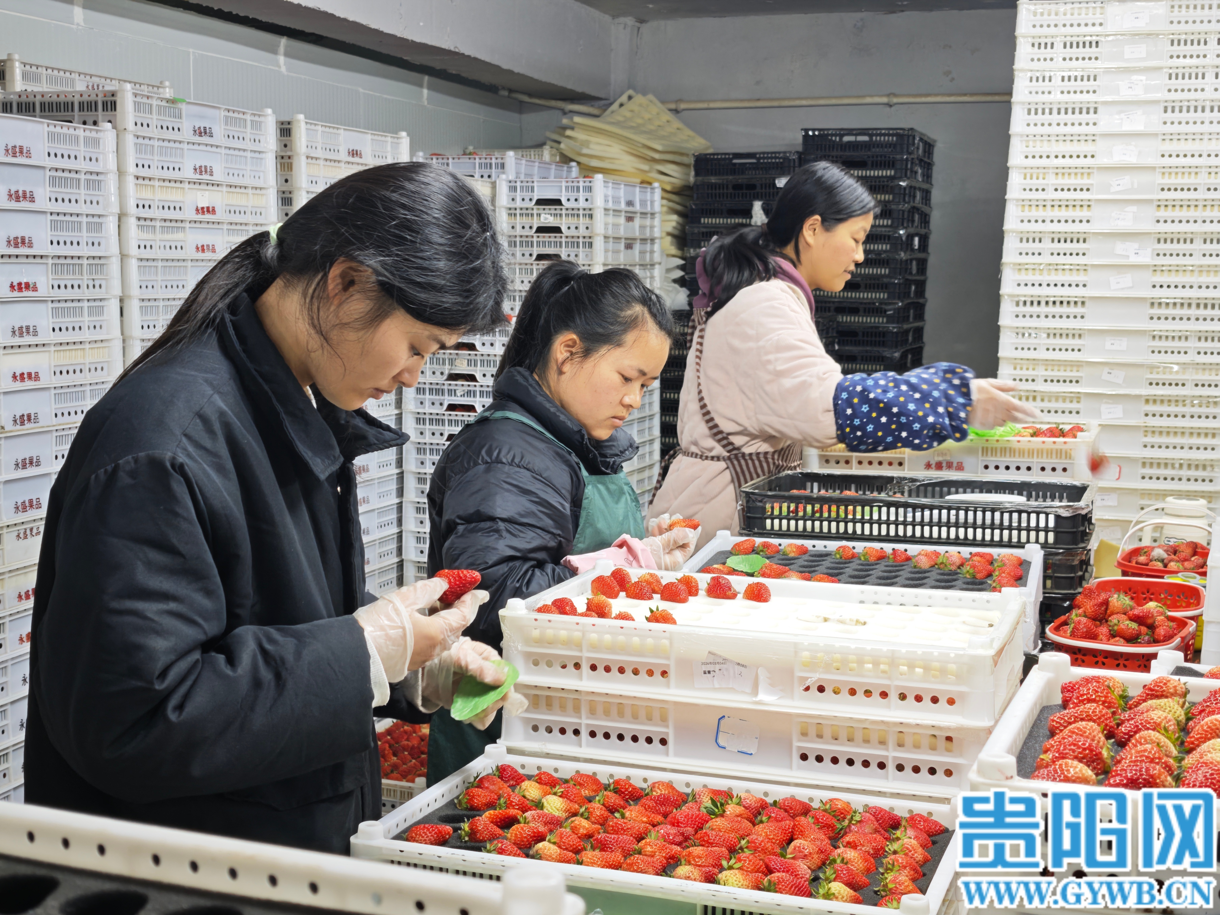 高源草莓园工人正在挑选打包新鲜草莓 (2) (1)