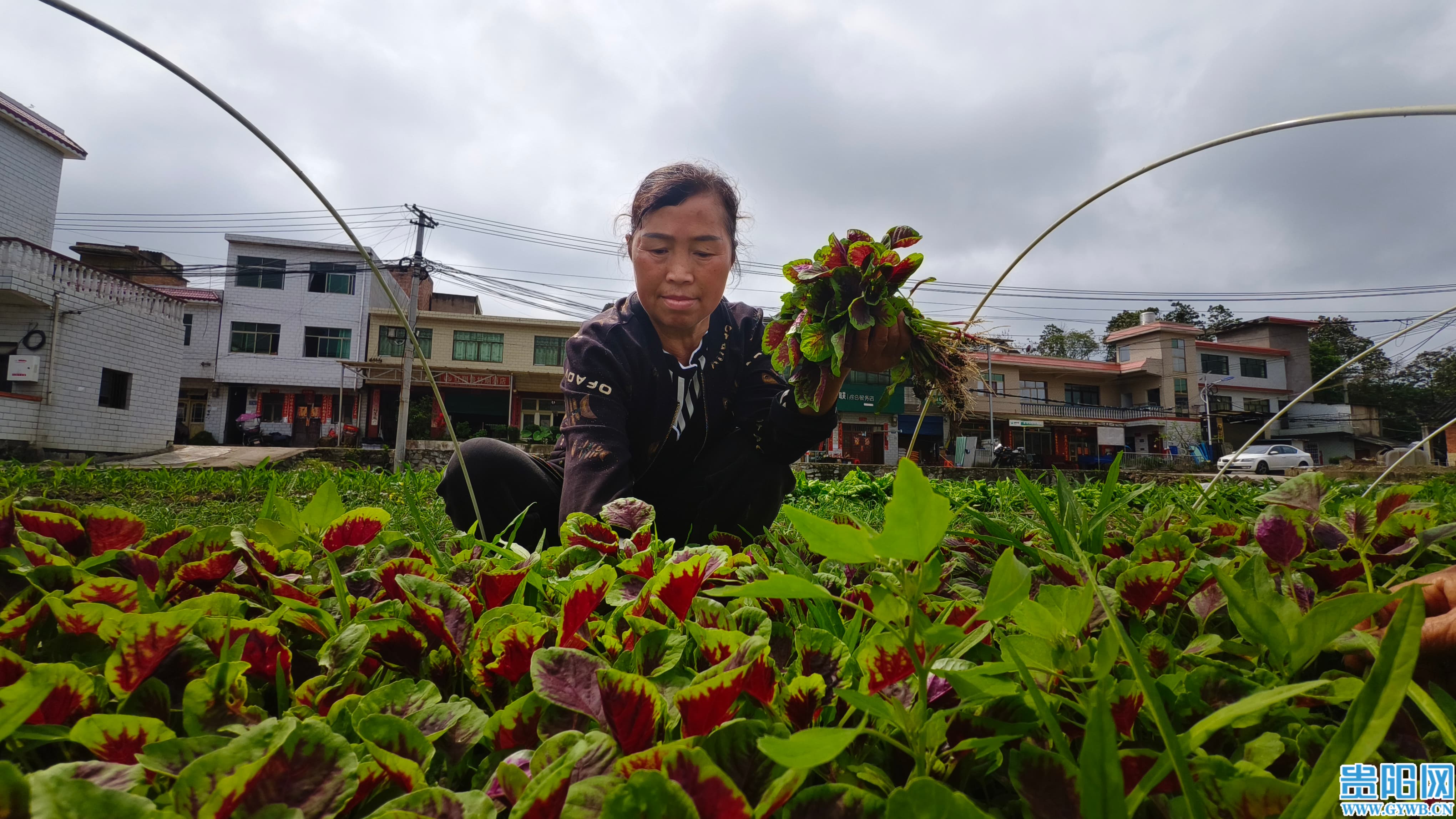 2026年4月14日，乌当区下坝镇谷定村村民在采摘蔬菜。1 (1).jpg