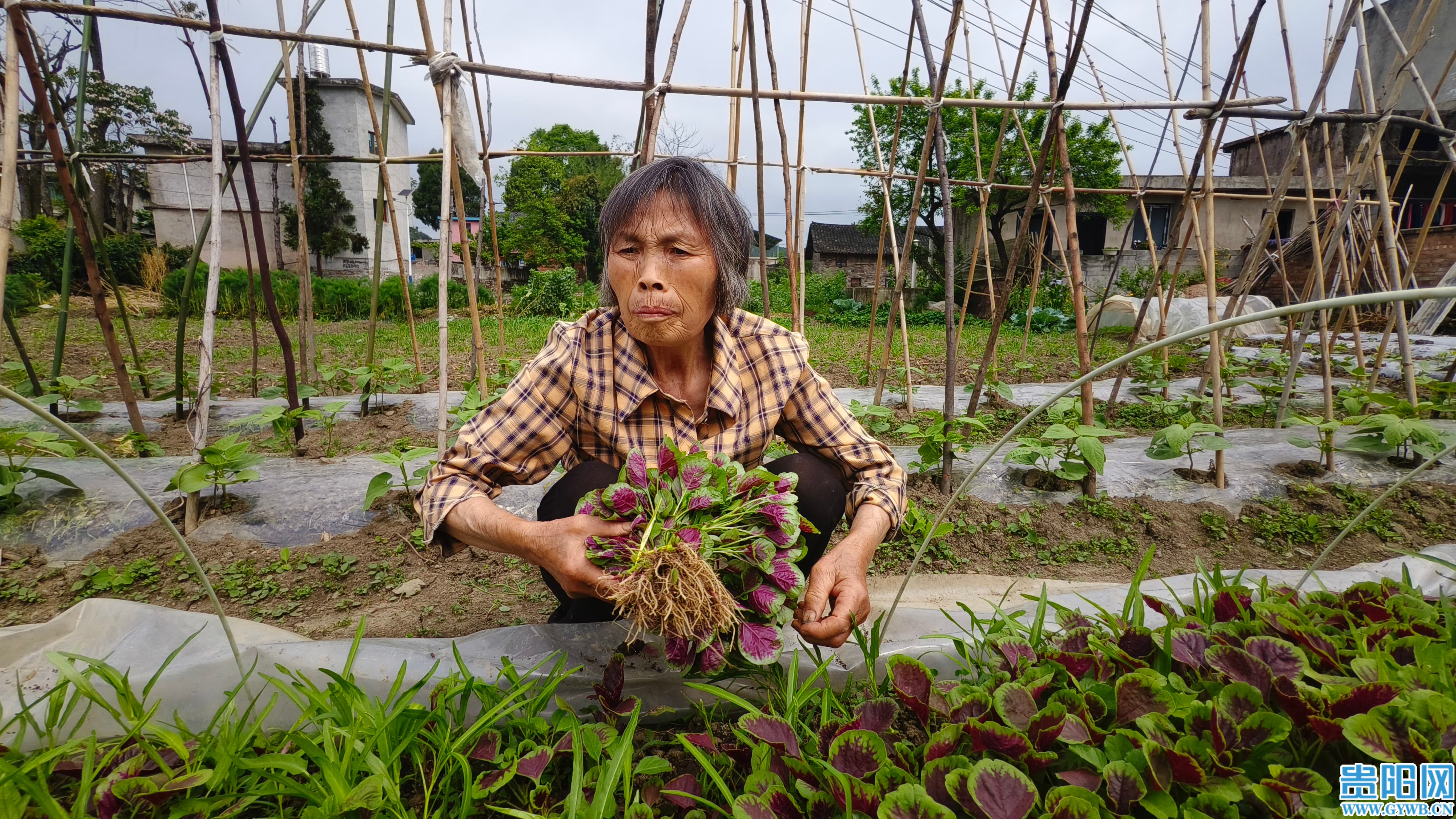 2026年4月14日，乌当区下坝镇谷定村村民在采摘蔬菜。 (1).jpg