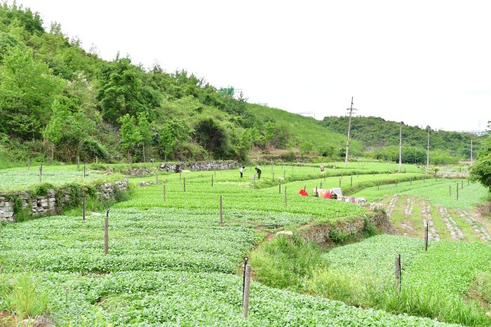“闲田”变“金田” 朱昌镇郝官村速生蔬菜火锅店直供销路旺-今日快看
