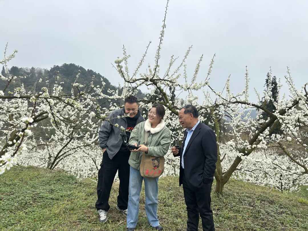 直播镜头下的李子产业。彭玉菊摄 图片