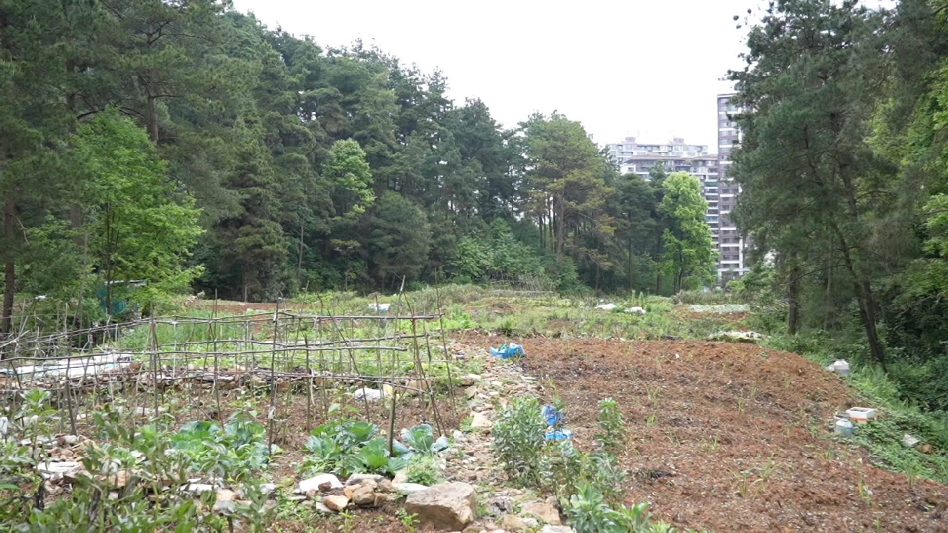 废弃塑料膜、生活垃圾随处可见