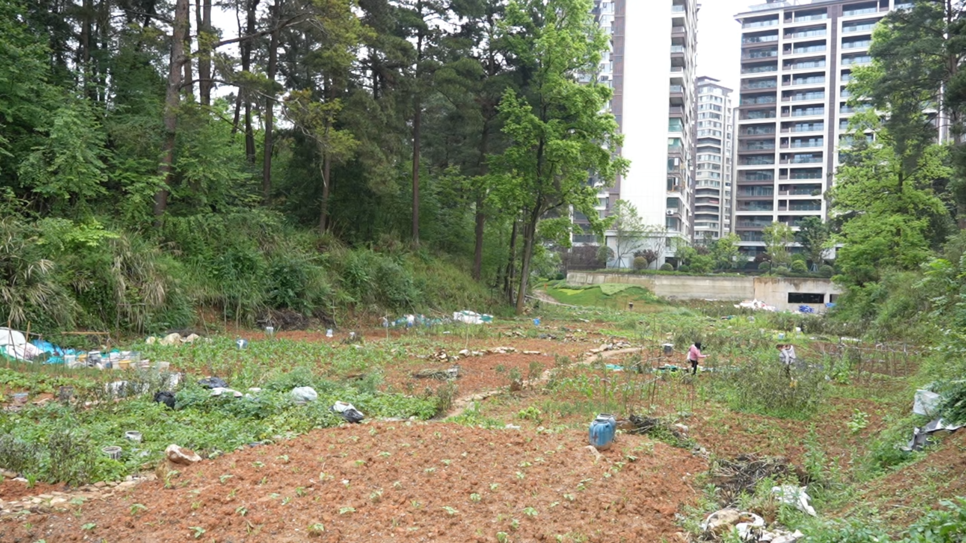 该区域被开挖为多块菜地