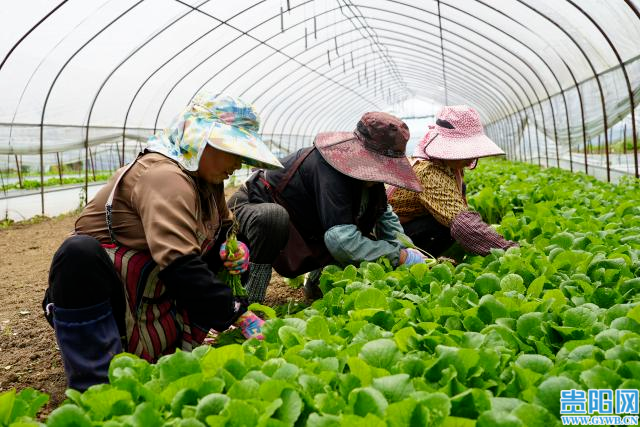 (5)农户正在采摘小白菜。 (1)