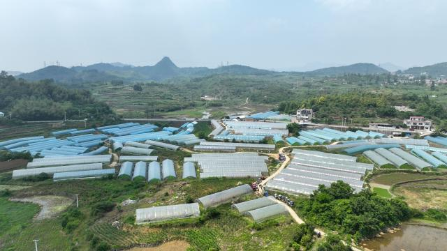 清镇市垚旺果蔬发展农民专业合作社蔬菜大棚。陆劲松 摄