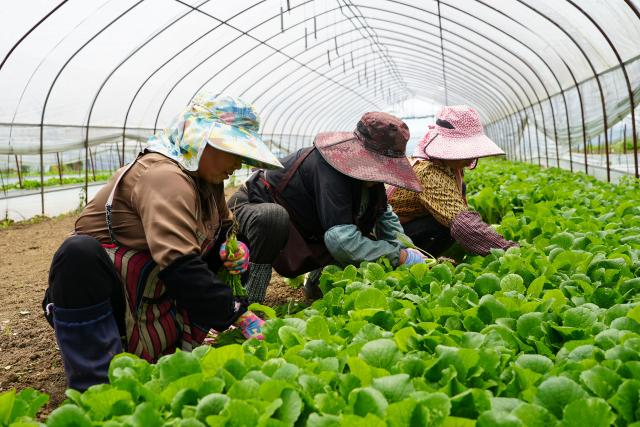 农户正在采摘小白菜。陆劲松 摄