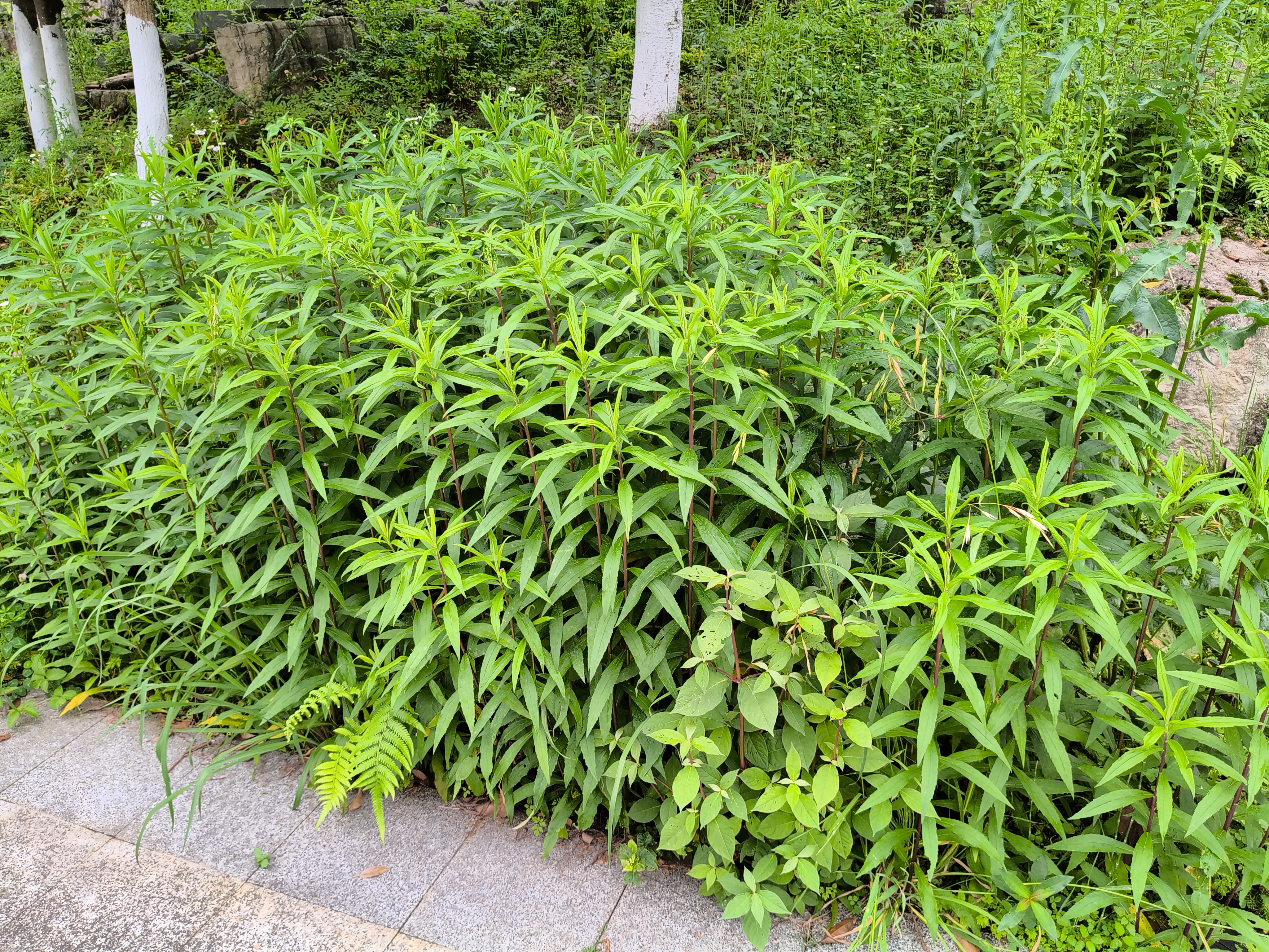 花溪区同心山庄往贵州省第一测绘院的道路两旁绿地现加拿大一枝黄花(市民供图)1