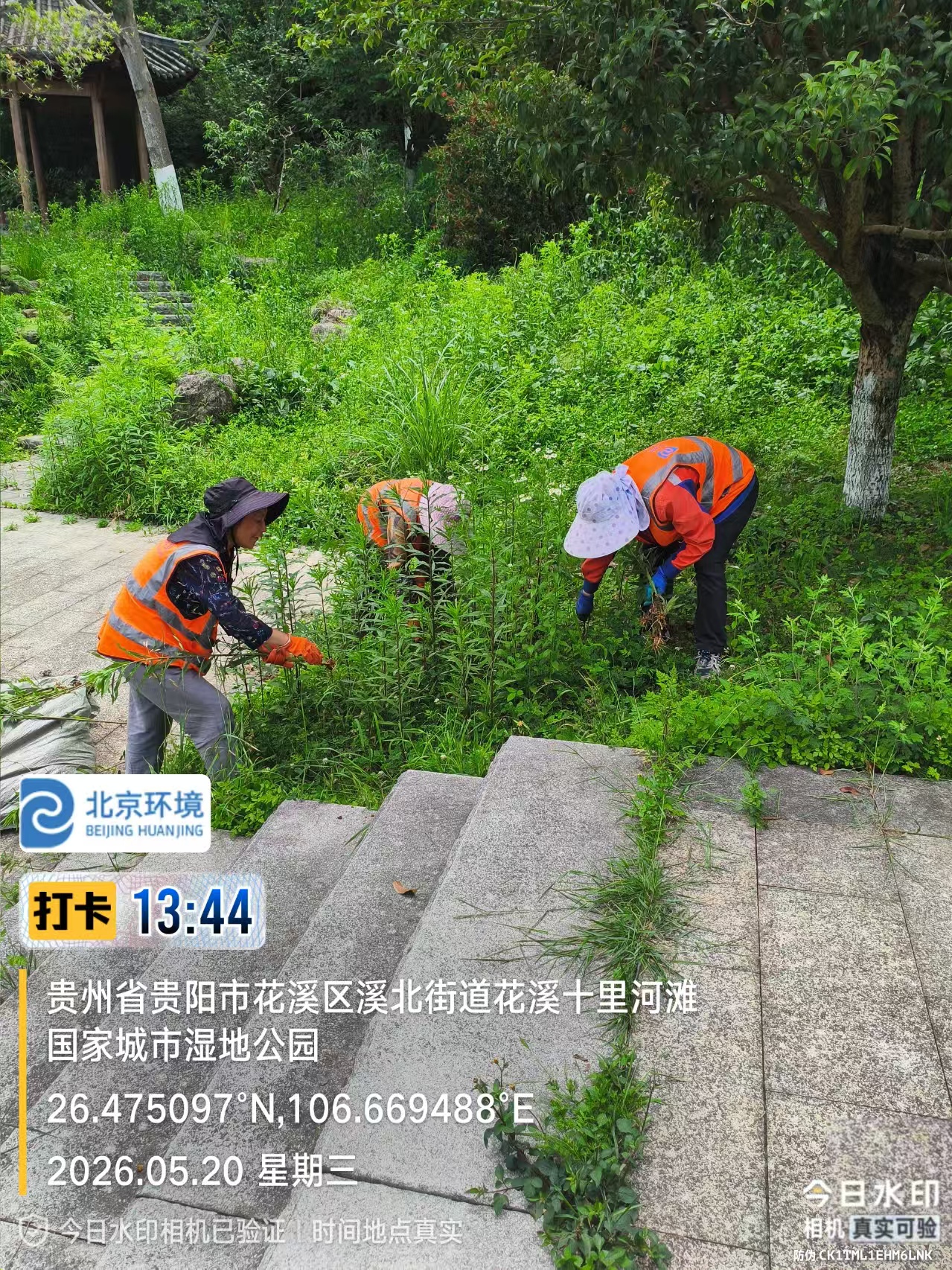 花溪区综合行政执法局绿化管理站工作人员清理加拿大一枝黄花(部门供图)