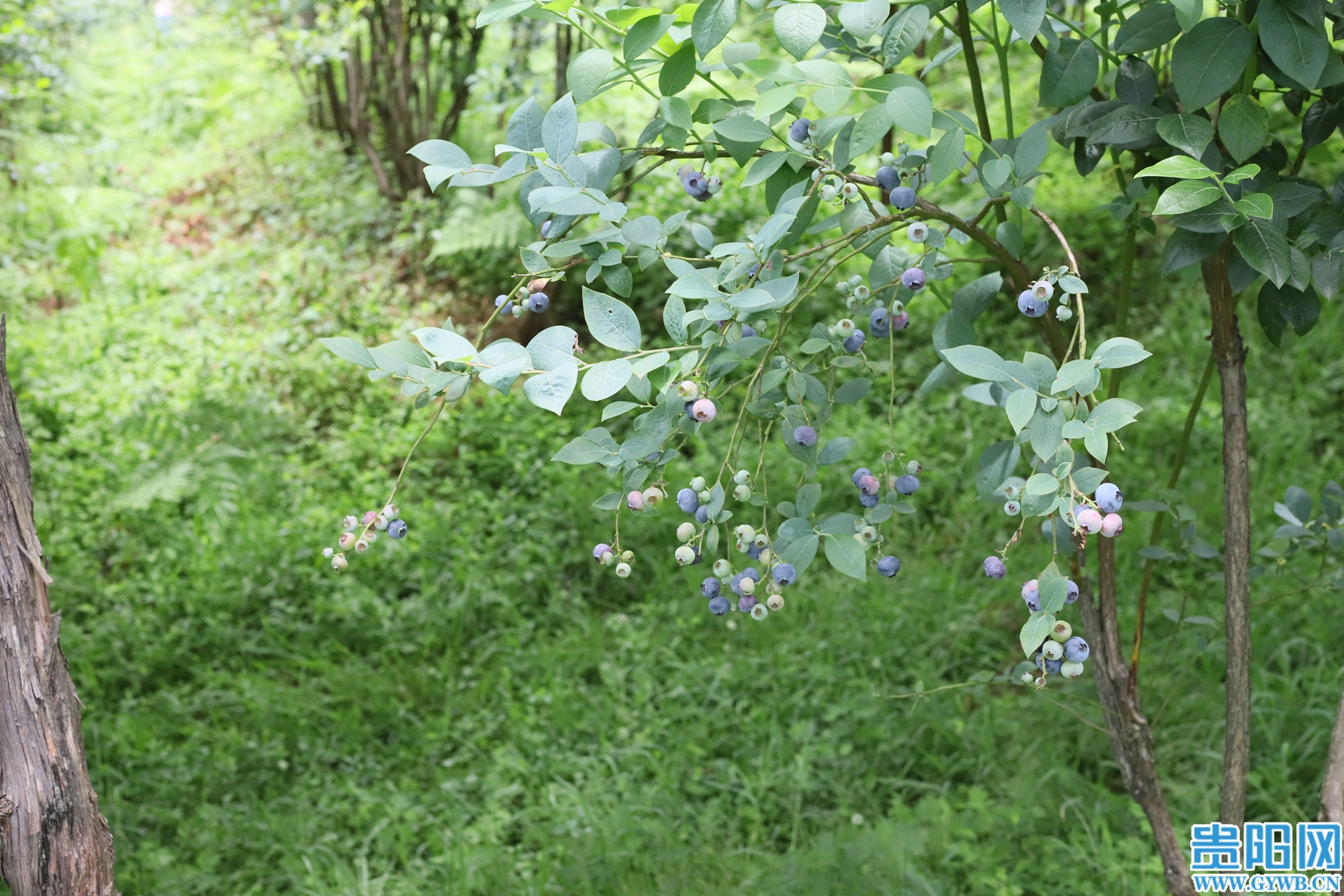 (7)IMG_7599 (1)