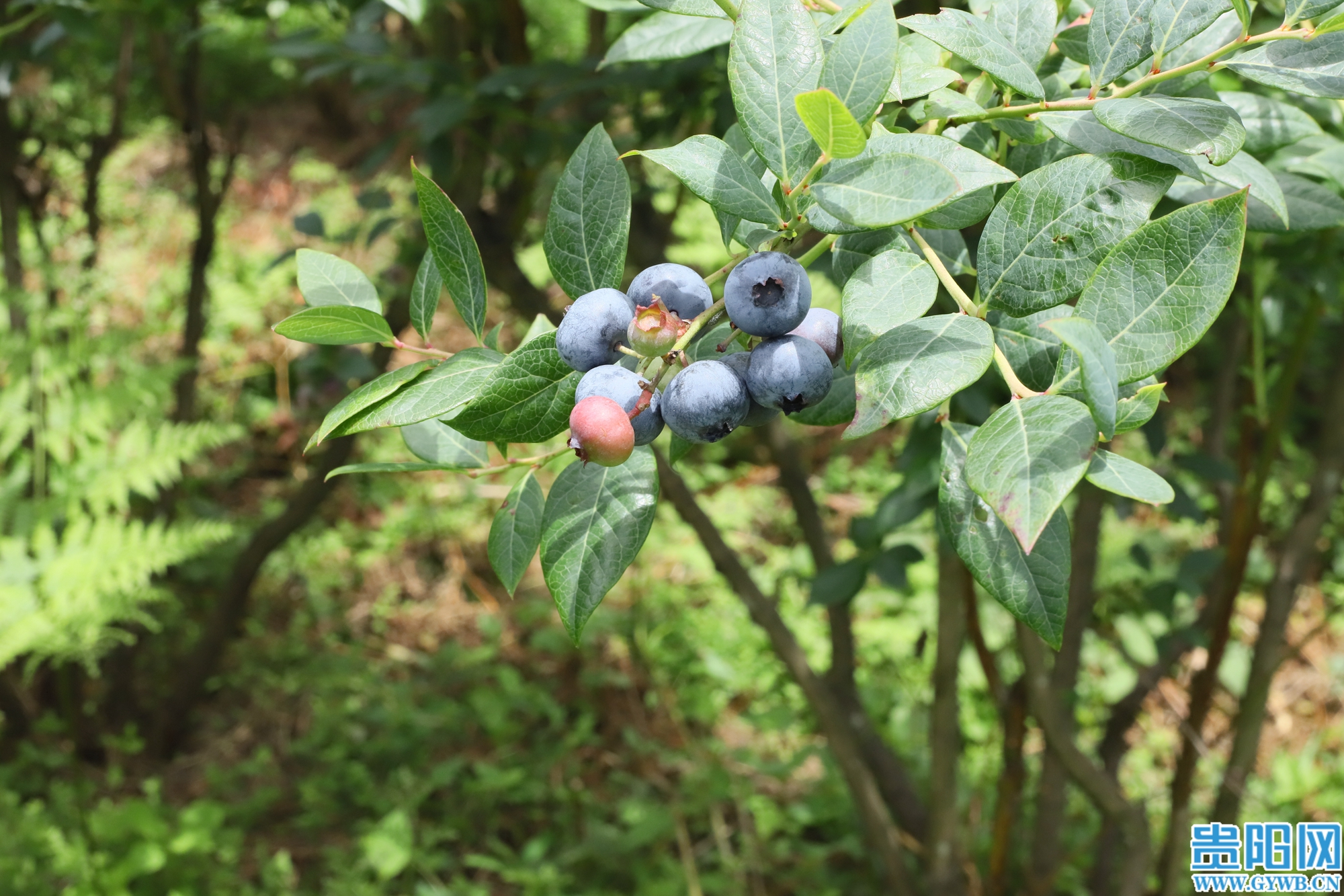 (1)IMG_7590 (1)