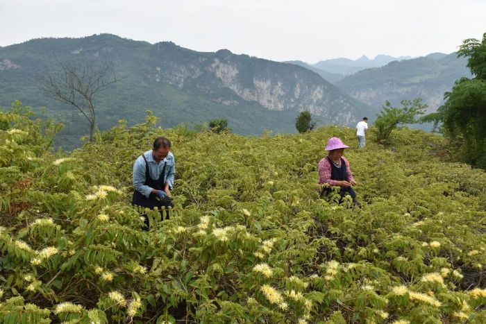 满山金银花开！清镇市归宗村：“小花朵”开出乡村振兴“大财富” 焦点快播