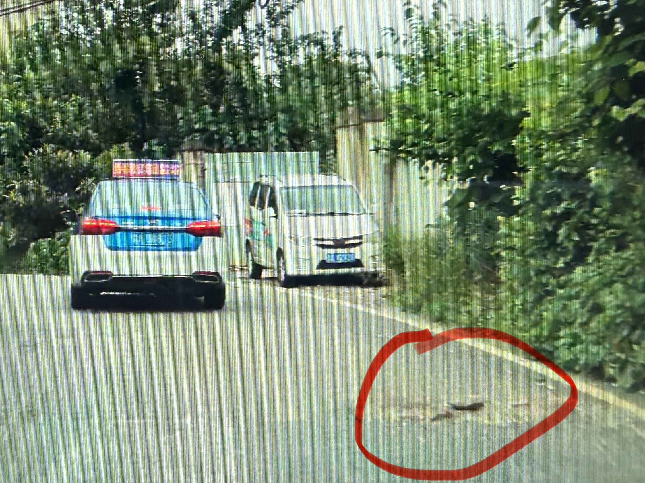 后巢乡上坝路弯道路段路面多处破损(市民供图)1
