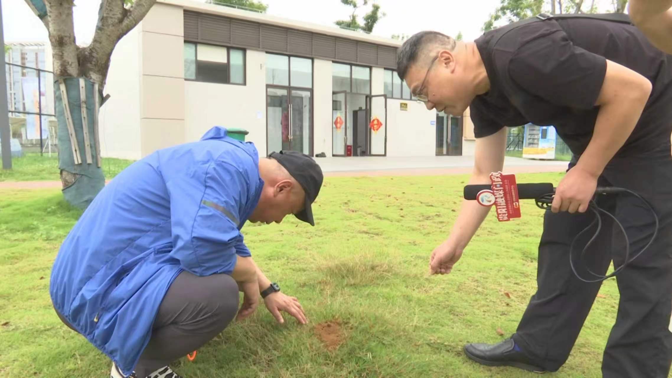 花溪区农业农村局工作人员胡吉峰(左一)正在查看花溪体育公园内草坪上的蚁穴