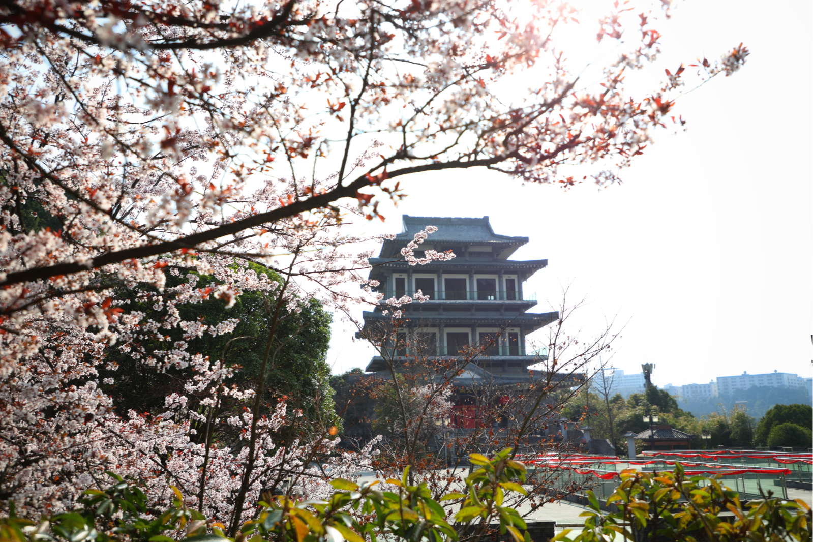 满园春色!这个周末相约孔学堂,一起奔赴春天